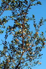 Pteleopsis myrtifolia