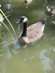 Branta canadensis