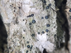 Cresponea chloroconia