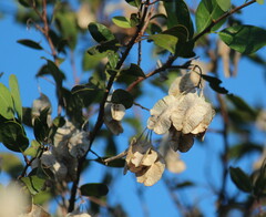 Pteleopsis myrtifolia