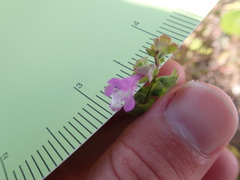 Scutellaria drummondii