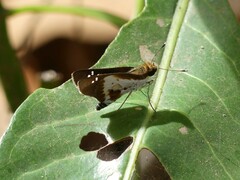 Andronymus caesar philander