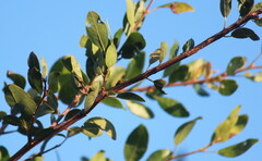 Pteleopsis myrtifolia