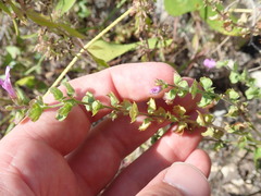 Scutellaria drummondii