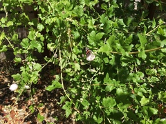 Vanessa atalanta