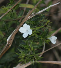 Barleria elegans orientalis