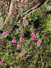 Oxalis purpurea