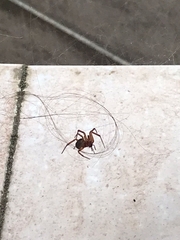Steatoda nobilis