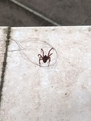 Steatoda nobilis