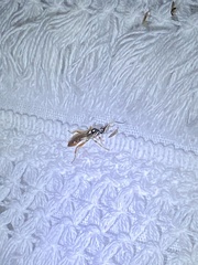 Mesostenus thoracicus