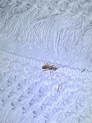 Mesostenus thoracicus