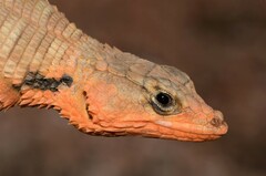 Karoo Girdled Lizard photo 2