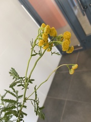 Tanacetum vulgare