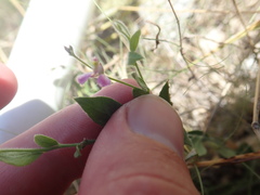 Rhinotropis lindheimeri