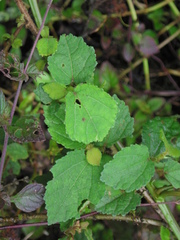 Triumfetta semitriloba