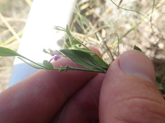 Rhinotropis lindheimeri