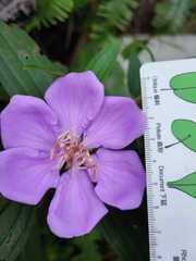 Melastoma sanguineum