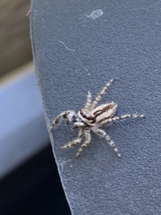 Menemerus bivittatus
