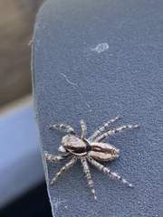 Menemerus bivittatus