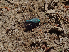 Cicindela tranquebarica sierra