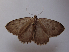 Triphosa