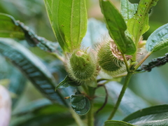 Melastoma sanguineum