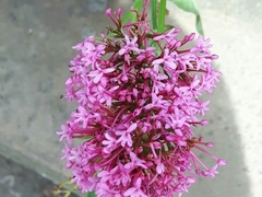 Centranthus ruber