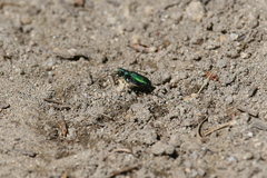 Cicindela tranquebarica sierra