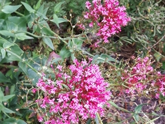 Centranthus ruber