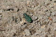 Cicindela tranquebarica sierra