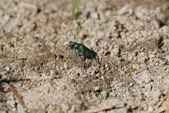 Cicindela tranquebarica sierra