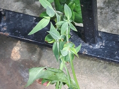 Centranthus ruber