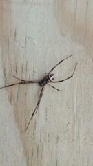 Latrodectus variolus