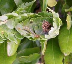 Herpetogramma theseusalis
