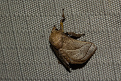 Neomocena convergens