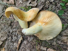Lactarius zonarius