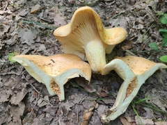 Lactarius zonarius