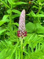 Pedicularis atropurpurea