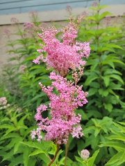 Filipendula rubra