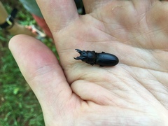 Scarites vicinus