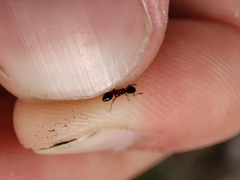 Leptothorax acervorum
