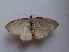 Triphosa