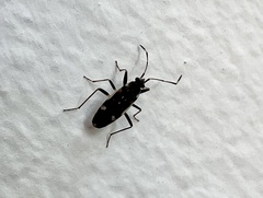 Beosus maritimus