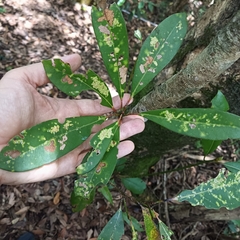 Machilus chekiangensis