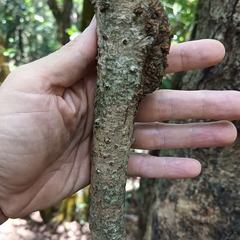 Machilus chekiangensis