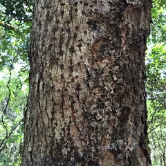 Machilus chekiangensis