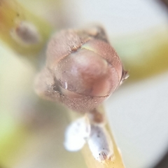 Machilus chekiangensis