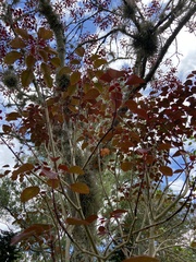 Euphorbia cotinifolia