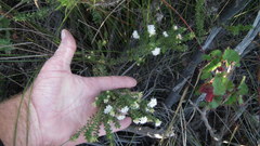 Agathosma planifolia