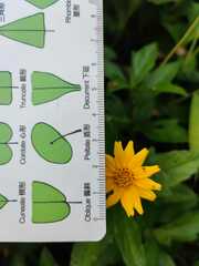 Sphagneticola trilobata